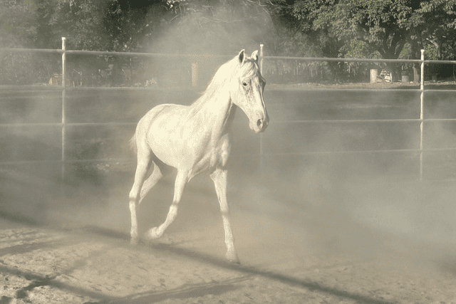 Finca Donctricia Chevaux Guanacaste 2