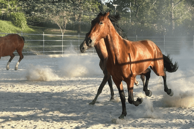 Finca Donctricia Chevaux Guanacaste 5