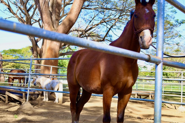 Finca Dontricia Chevaux 10