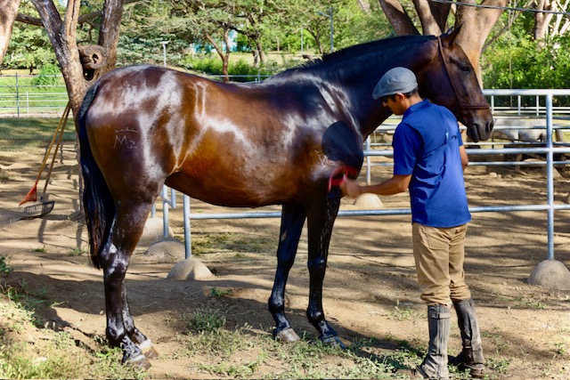 Finca Dontricia Chevaux 4