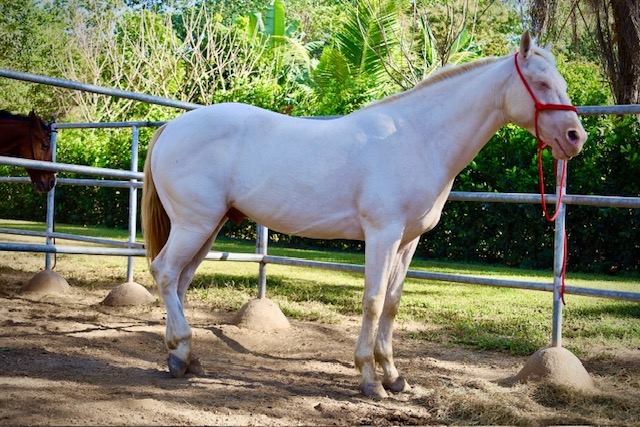 Finca Dontricia Chevaux 8