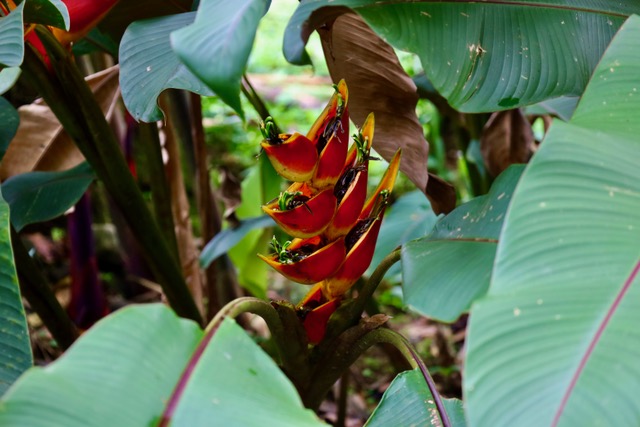 Finca Dontricia Guanacaste 14