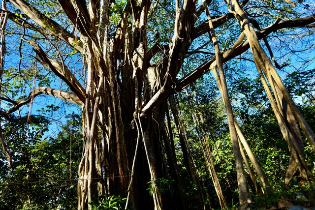 Finca Dontricia Guanacaste 6