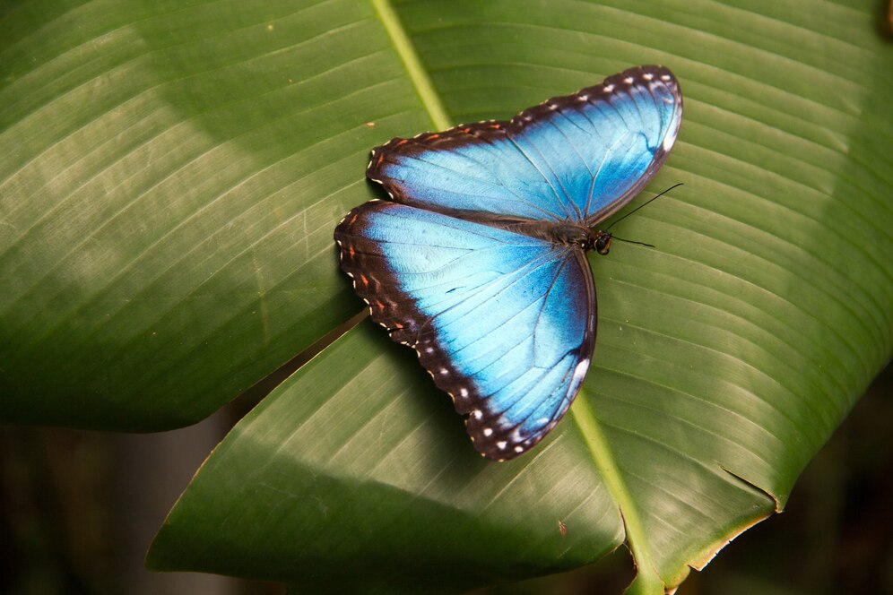 gros plan du beau papillon morpho bleu feuille 181624 31568